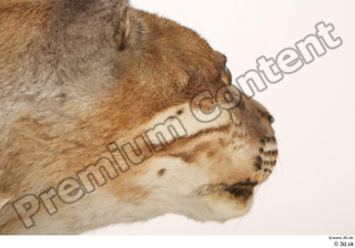 Asian golden cat Catopuma Temminckii cheek mouth 0001.jpg